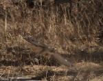 red tailed hawk colorado springs